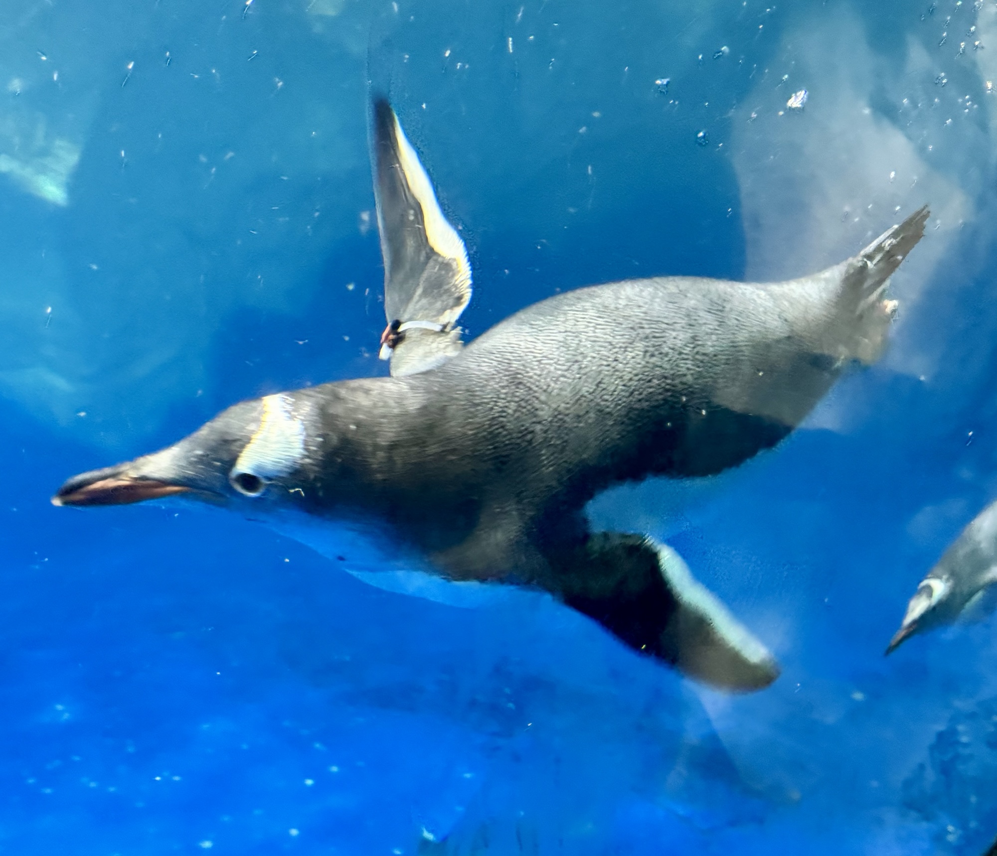 World Cruise - Regent Seven Seas Mariner - 154 Days - Auckland, New ...